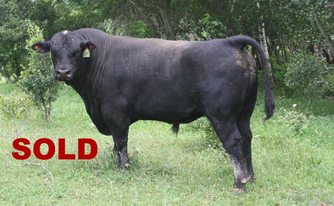 Black Angus Registered Top Rated Stud Bull - Stone Fire